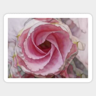 bright colourful rose in pink and white glowing colours Sticker